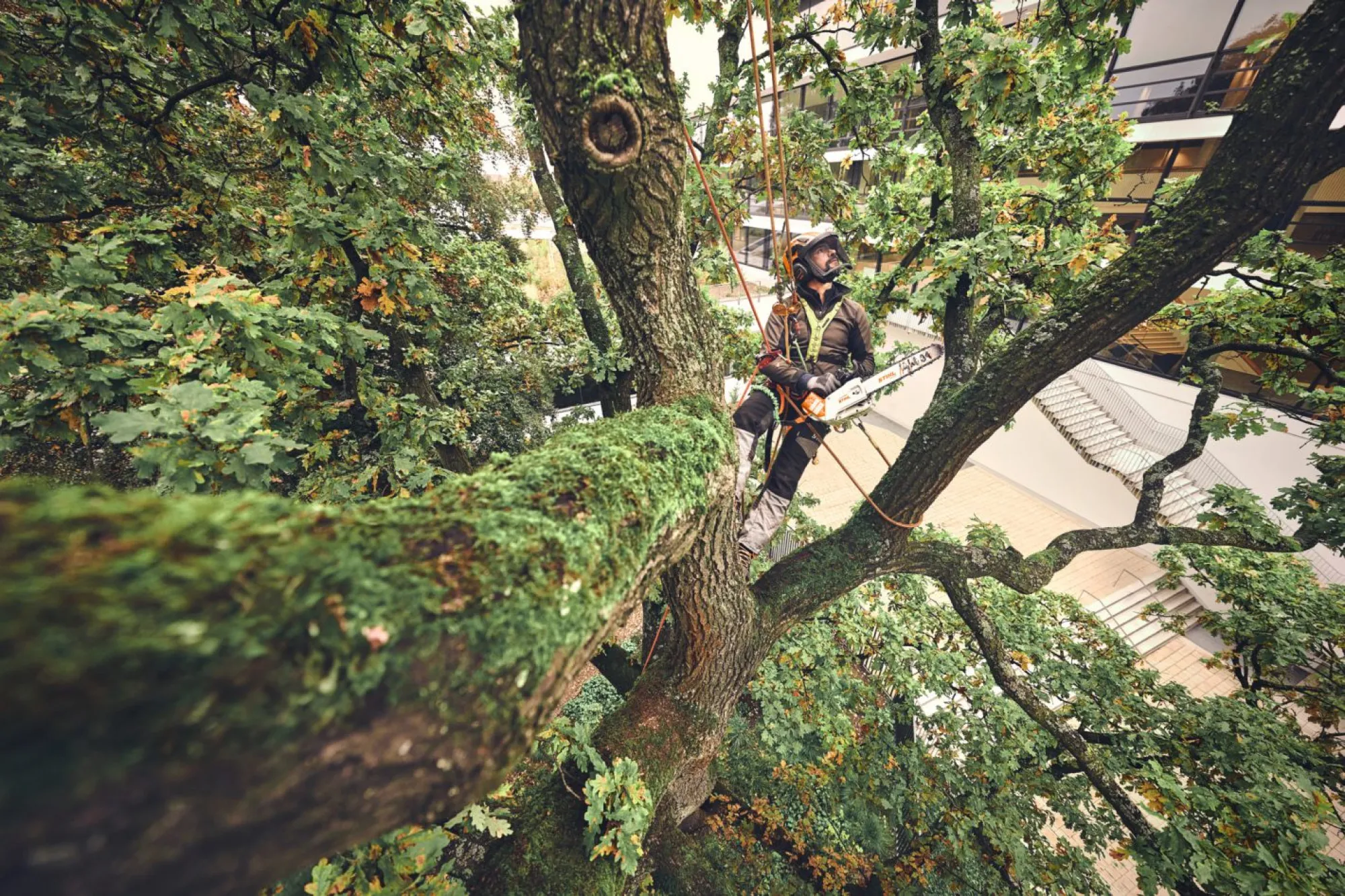 STIHL MSA 220 T-CO AP Akkumulátoros láncfűrész (Akkumulátor és töltő nélkül)